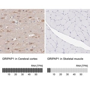 Merck Anti-GRIPAP1 antibody produced in rabbit
