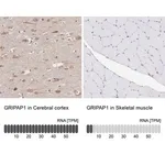 Merck Anti-GRIPAP1 antibody produced in rabbit