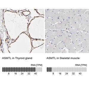 Merck Anti-ASMTL antibody produced in rabbit