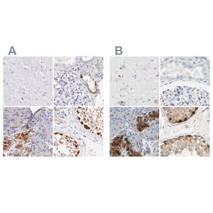 Merck Anti-ASB9 antibody produced in rabbit