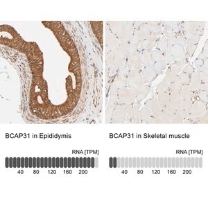 Merck Anti-BCAP31 antibody produced in rabbit