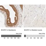 Merck Anti-BCAP31 antibody produced in rabbit