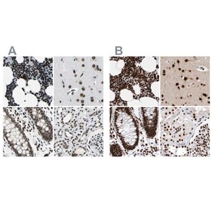 Merck Anti-BCLAF1 antibody produced in rabbit