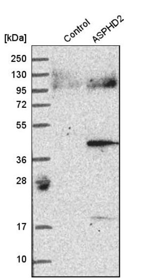 Merck Anti-ASPHD2 antibody produced in rabbit