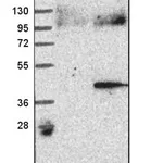 Merck Anti-ASPHD2 antibody produced in rabbit