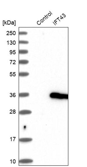 Merck Anti-IFT43 antibody produced in rabbit
