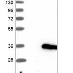 Merck Anti-IFT43 antibody produced in rabbit