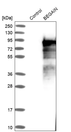 Merck ANTI-BEGAIN antibody produced in rabbit
