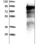 Merck ANTI-BEGAIN antibody produced in rabbit