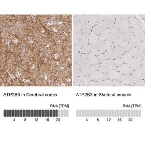 Merck Anti-ATP2B3 antibody produced in rabbit