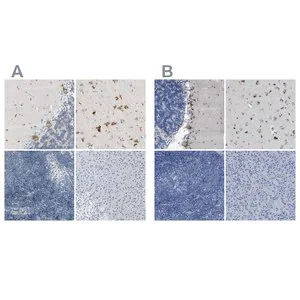 Merck Anti-B4GALNT1 antibody produced in rabbit