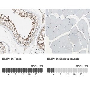 Merck Anti-BNIP1 antibody produced in rabbit