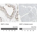 Merck Anti-BNIP1 antibody produced in rabbit