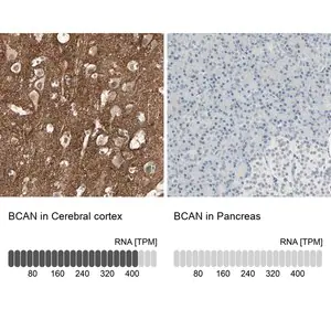 Merck Anti-BCAN antibody produced in rabbit