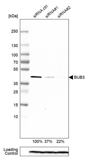 Merck Anti-BUB3 antibody produced in rabbit