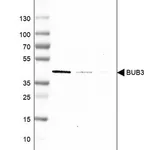 Merck Anti-BUB3 antibody produced in rabbit