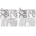 Merck Anti-B4GALT1 antibody produced in rabbit