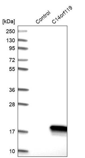 Merck Anti-C14orf119 antibody produced in rabbit