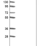 Merck Anti-C14orf119 antibody produced in rabbit