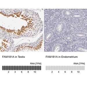 Merck Anti-FAM181A antibody produced in rabbit