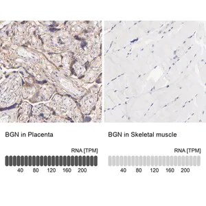 Merck Anti-BGN antibody produced in rabbit