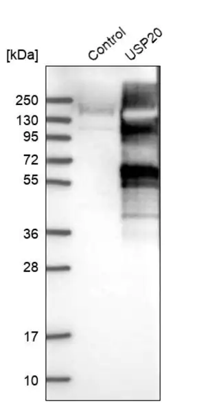 Merck Anti-USP20 antibody produced in rabbit