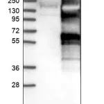 Merck Anti-USP20 antibody produced in rabbit