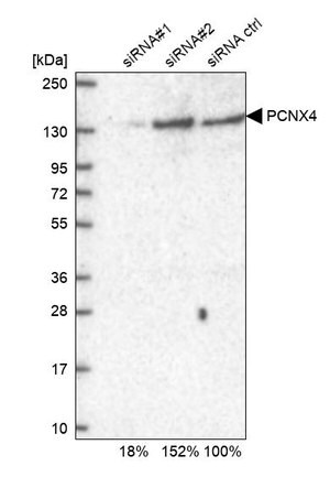 Merck Anti-PCNX4 antibody produced in rabbit