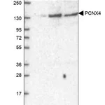 Merck Anti-PCNX4 antibody produced in rabbit
