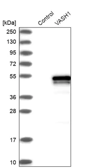 Merck Anti-VASH1 antibody produced in rabbit