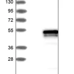 Merck Anti-VASH1 antibody produced in rabbit