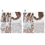 Merck Anti-VIL1 antibody produced in rabbit