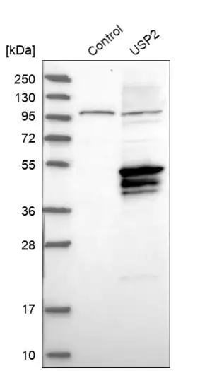 Merck Anti-USP2 antibody produced in rabbit