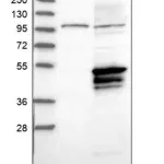 Merck Anti-USP2 antibody produced in rabbit