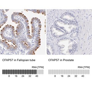 Merck Anti-CFAP57 antibody produced in rabbit