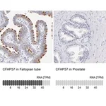 Merck Anti-CFAP57 antibody produced in rabbit
