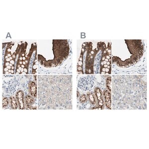 Merck Anti-VIL1 antibody produced in rabbit