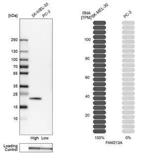 Merck Anti-FAM213A antibody produced in rabbit