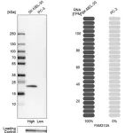 Merck Anti-FAM213A antibody produced in rabbit