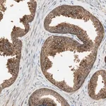 Merck Anti-USP2 antibody produced in rabbit