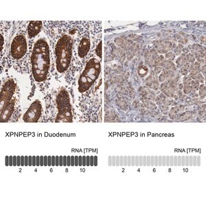 Merck Anti-XPNPEP3 antibody produced in rabbit