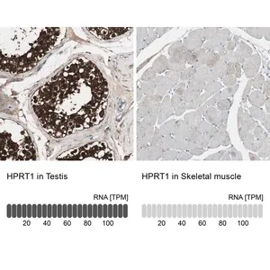 Merck Anti-HPRT1 antibody produced in rabbit