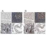 Merck Anti-USP28 antibody produced in rabbit