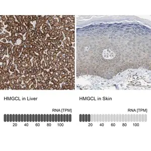 Merck Anti-HMGCL antibody produced in rabbit