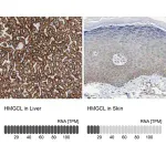Merck Anti-HMGCL antibody produced in rabbit