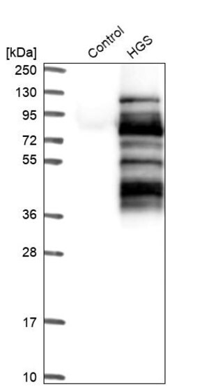 Merck Anti-HGS antibody produced in rabbit