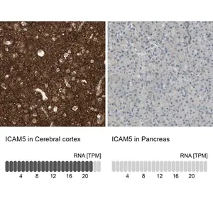 Merck Anti-ICAM5 antibody produced in rabbit
