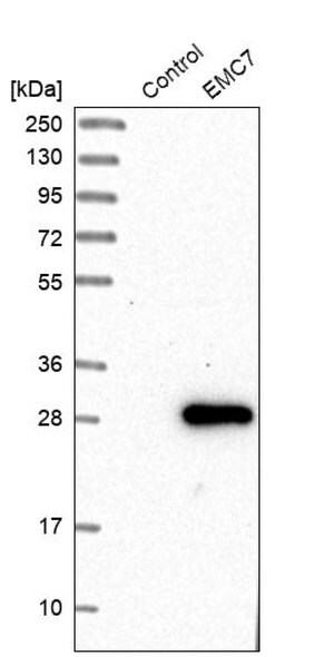 Merck Anti-EMC7 antibody produced in rabbit