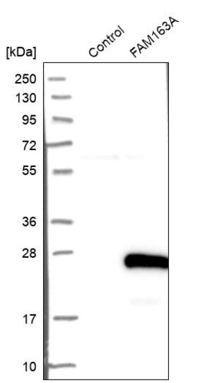 Merck Anti-FAM163A antibody produced in rabbit