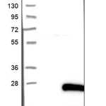 Merck Anti-FAM163A antibody produced in rabbit